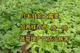 几毛钱的土霉素加两样东西，给蔬菜喷一喷，不但增产还能防治病害视频封面