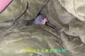 看看我家手养牡丹鹦鹉是怎么睡觉的，可爱又可乐～！