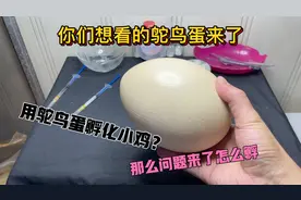 鸵鸟蛋来了问题是怎么孵化呢？这个鸵鸟蛋不是受精蛋。