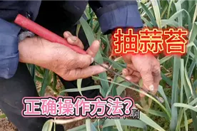用这种方法抽蒜苔，蒜头长得个大还高产，75岁老农手把手教您
