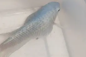 一条严重腹水的母蓝叉斗鱼，今天开始有好转了，看来还有希望