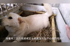 肉狗自繁自养，这样的产床必不可少，一根竹就能解决小狗压死问题视频封面