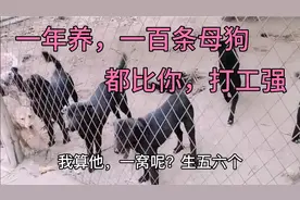 这个朋友，养了50条母狗，一年生两窝，一窝5到6个仔都比你打工好视频封面