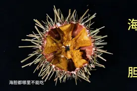 海胆都哪里不能吃，如何处理你们知道吗？视频封面
