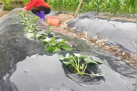 红薯藤这样插芊法，个头大，产量高，后期产量翻翻倍