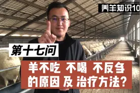 羊不吃不喝不反刍怎么办？治疗方案来了，养羊人快来学习！视频封面