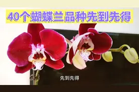 蝴蝶兰40个品种集合，欢迎购但是不包邮，加微信先到先得，视频封面