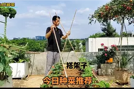 楼顶种菜，今天用竹子搭豆角架子，看看这种搭架方法吧，非常实用