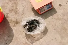 干蚂蝗六百一斤，好多朋友抓到都扔了，你们可知道这是中贵名药材视频封面