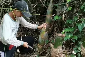 跟老爸挖刺竹笋回去泡酸，别人赶在阿妹前面挖了，一个袋都装不满