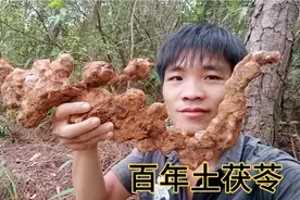 今天跟大伯上山挖到百年土茯苓，15块一斤还不够卖，赚大了视频封面
