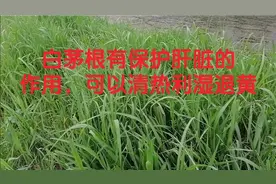 白茅根有保护肝脏的作用，可以清热利湿退黄