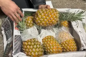 黑心菠萝鉴别指南视频封面