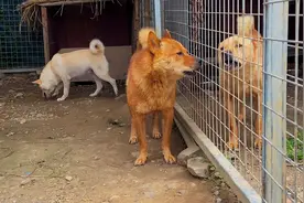 这两条中华田园犬虽然老了，但是脾气依旧火爆，实在不能相见