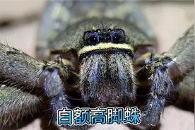 天冷了它想吃口热乎的，撩白额高脚蛛牙牙
