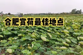 合肥周边一个冷门景点，距离市区50公里，万亩荷花盛开太壮观了