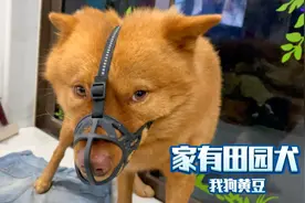 中华田园犬～我家也有#我狗我黄豆#逗狗日常的那些趣事视频封面