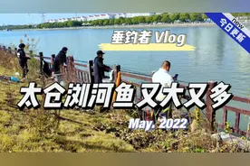 太仓浏河里的鱼 这两天太多了 一会儿就钓到四条四五斤重的大家伙视频封面
