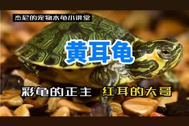 【黄腹滑龟】彩龟指的是我、巴西龟是我小弟，聊聊黄耳龟