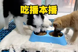 三只小猪完整版视频封面