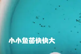 我今年只繁殖迷你鹦鹉鱼、斗鱼和观背青鳉鱼，其他鱼我都不繁殖了视频封面