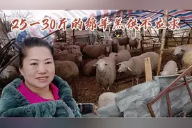 东北养羊户定期给羊驱虫，25斤至30斤的小羊羔1000元一只，贵不贵视频封面