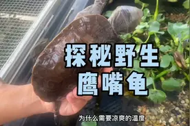 来到鹰嘴龟原产地，一起探秘野生鹰嘴龟吧视频封面
