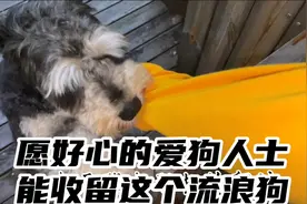 尽管有些不舍，还是跟狗狗说声抱歉：不能领养你，单位公寓不让养视频封面