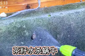 连续几天的雨，楼顶上蜗牛大爆发了，实操一下茶籽泡水杀蜗牛视频封面