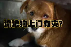 流浪狗上门有什么寓意？