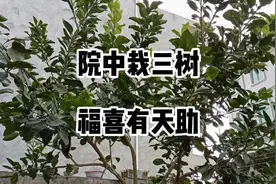 院中栽一颗树是困，院子是方形独木在院中。院中栽三树福喜有天助
