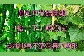 黄瓜开花结果期，学会这招，黄瓜没病虫害不落花果不畸形产量高