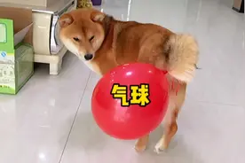 养柴犬柯基的第187天：给狗狗尾巴绑上气球，它们会有什么反应？视频封面