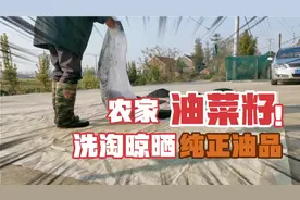 油菜籽三元一斤，三斤出一斤油，粮油店七块一斤的菜籽油怎么来的视频封面