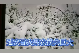 延安遭遇雪灾  果农损失巨大视频封面