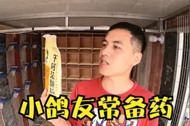 人用药治鸽病，不到15块用一年，亲测对鸽子缩头炸毛帅拉吐效果好