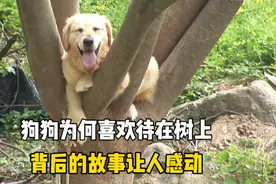 狗狗每天趴在树上发呆，从不跟人嬉戏打闹，它到底发生了什么？视频封面
