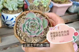 之前淋雨化水的多肉现在怎样了？半露养管住手不浇水，让盆土干透视频封面