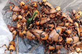 夏天的季节产竹笋虫，竹笋虫，油炸特别好吃，有没有人吃过？