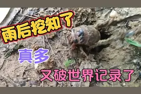 一夜大雨过后 地上满是知了猴洞 一个接一个的挖  累的不想说话了
