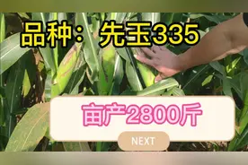 河南商丘，品种先玉335，特点：稠、抗病抗旱抗倒伏，亩产2800斤视频封面