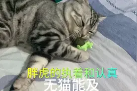 美短虎斑猫胖虎，可爱到了极致，萌萌哒，萌到你了吗？