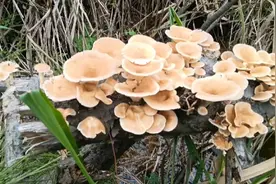 木头长有好多野生菌，不知道能不能吃的，感觉很熟悉大家有知道不