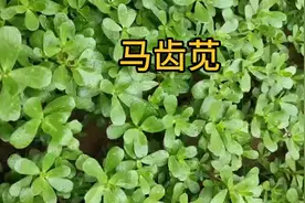马齿苋
拼音名：Mǎ Chǐ Xiàn