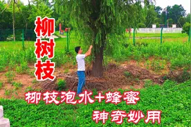 农村“柳树枝”泡水+蜂蜜，作用很神奇，家家户户用得上！