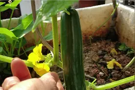 楼顶菜园，这样给黄瓜授粉并给足水肥长的大又多，如何分辨雌雄花