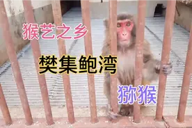 河南南阳：参观猴艺之乡新野樊集鲍湾村，猕猴养殖基地视频封面