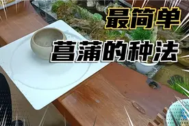 菖蒲最简单的种法之一，用透气的土壤栽种保证透气性即可