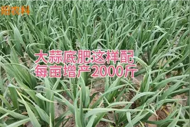 种大蒜肥料自己配制，省钱效果好，每亩可增产2000斤