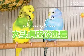 65元的大头虎皮成年了，跟邻居家大头配个对，可以生鸟宝宝了